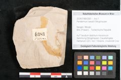 Foto (Objekt + Etikett) von Peridermium taxodii Ettingshausen (NHMW-GEO-2024-0188-6383)